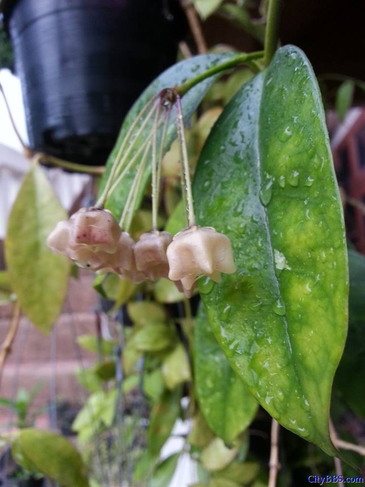 清迈旅游风情_Chiang Mai Travel 清迈旅游风情_Chiang Mai Travel