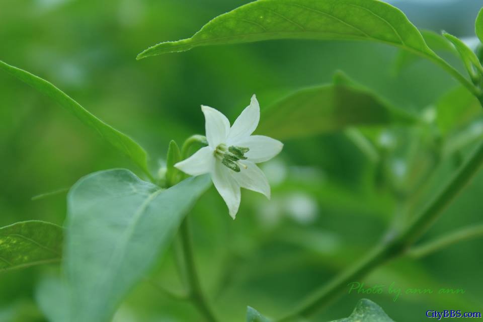 清迈旅游风情_Chiang Mai Travel 清迈旅游风情_Chiang Mai Travel