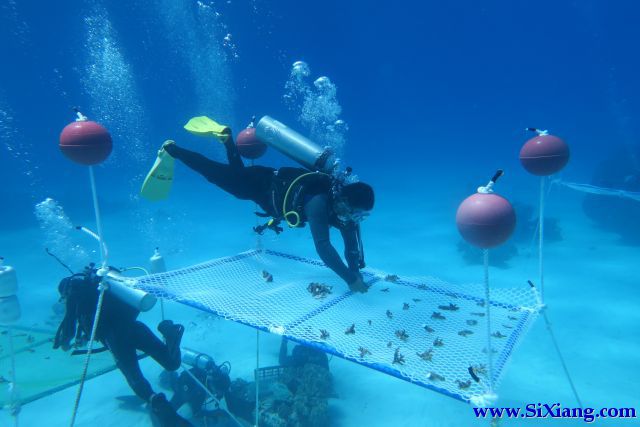 在海底植树造林 中国科学家在南海种植珊瑚