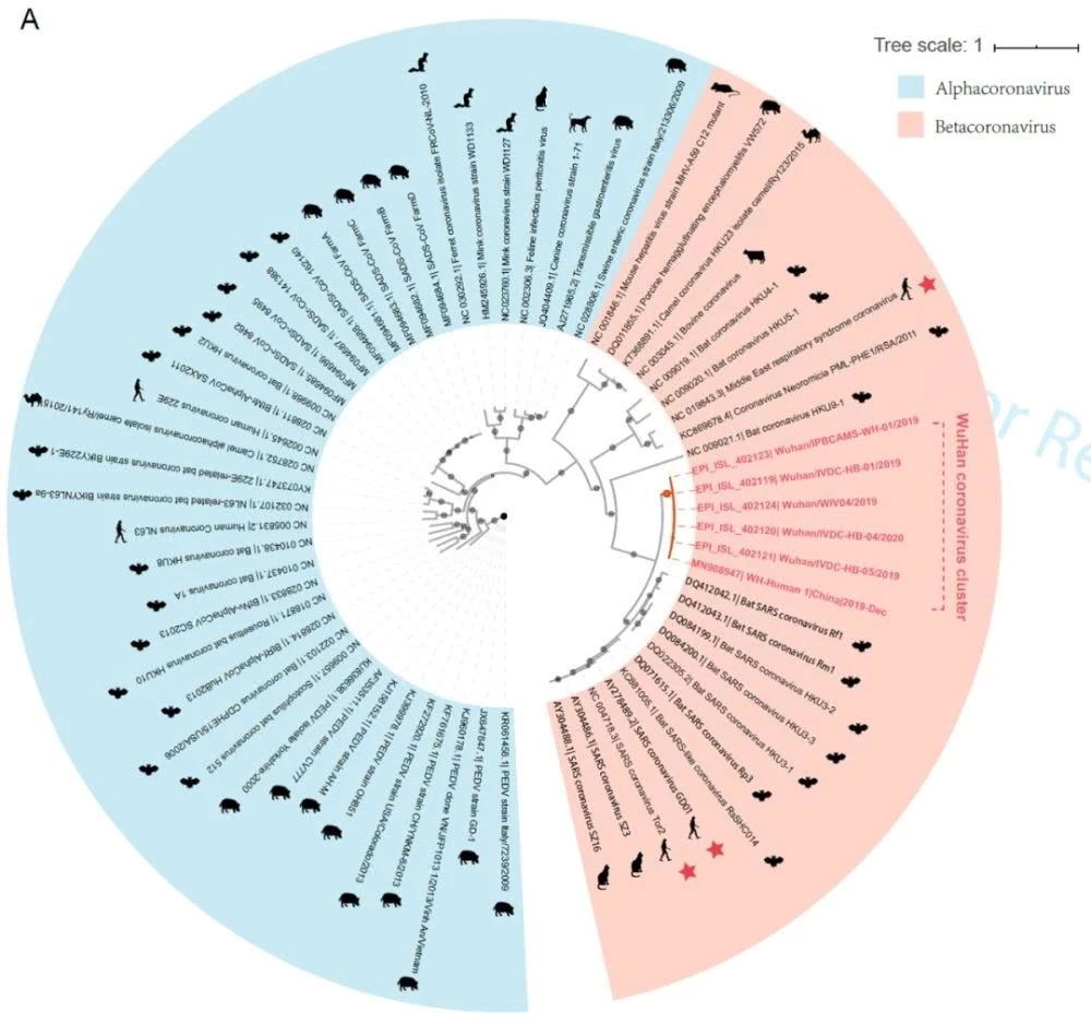 新型冠状病毒进化来源和传染人分子作用通路