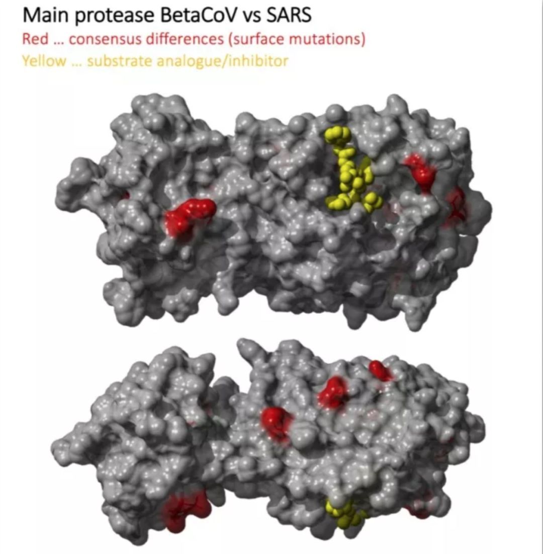 肺炎救星出现？病毒毒种成功分离 抑制剂已在路上