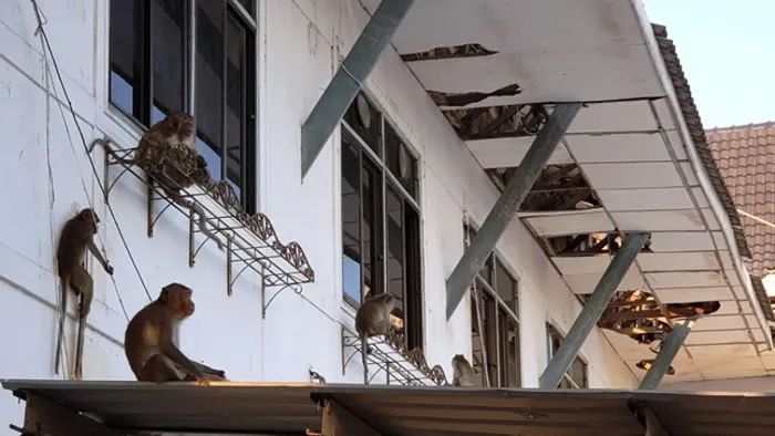 班武里府，饿急眼的猴群甚至攻占了市政厅大楼，天花板、电线、照明设备等等惨遭猴群扫荡，现场一片狼藉 ... ...