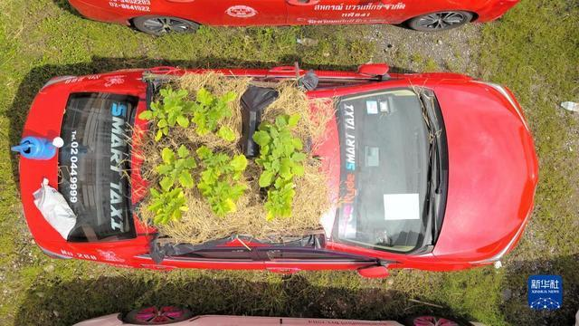 这几年，旅游公司变菜园，观光车顶种菜