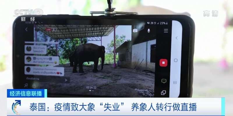 有养象人，为了从小养的大象不被饿死，通过手机直播饲养大象的日常