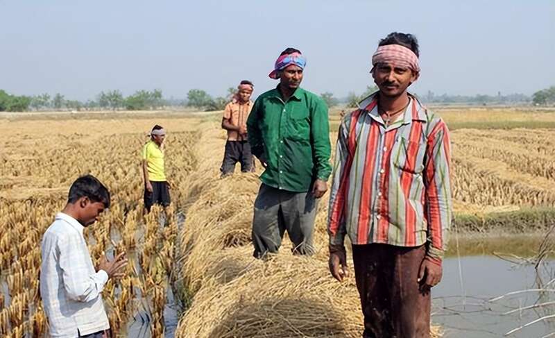 在印度，男人是劳动力中的主力