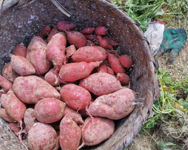 红薯总是作为一种常见的美食和大家见面