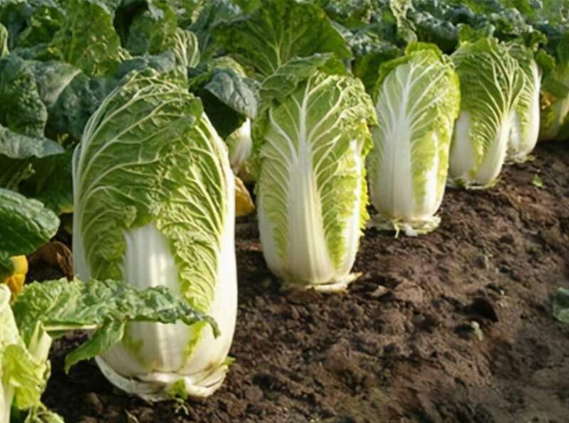 每年11月份开始，大白菜就会迎来集中上市