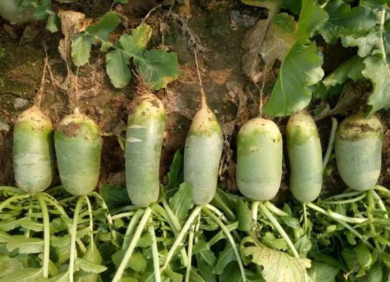 今年风调雨顺，萝卜迎来了增产