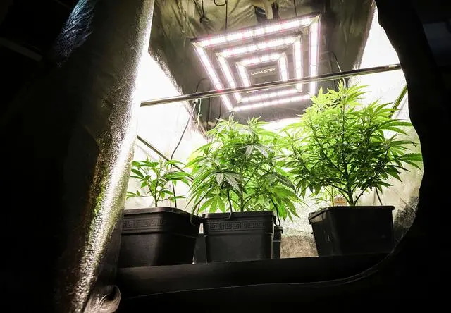 德国汉堡，种植篷中的大麻植物