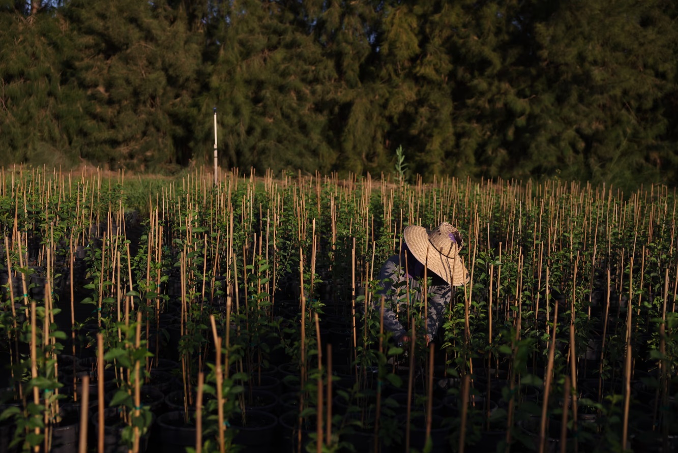 一名危地马拉移民在美国加利福尼亚州克恩县的一个农场的农田里劳作